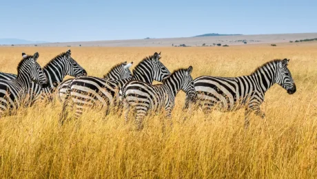 kenya-africa-main-1200-1-.webp